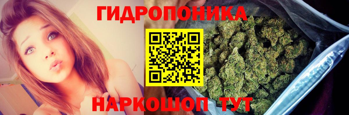 Каннабис сатива Заволжье